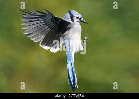 Blaue Eichelhäher kämpfen um Nahrung am Futterhäuschen Stockfoto