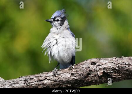 Blaue Eichelhäher kämpfen um Nahrung am Futterhäuschen Stockfoto