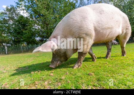 Portrait eines Schweins auf einem Bauernhof Stockfoto