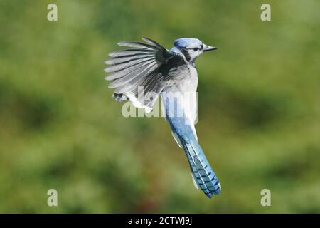 Blaue Eichelhäher kämpfen um Nahrung am Futterhäuschen Stockfoto