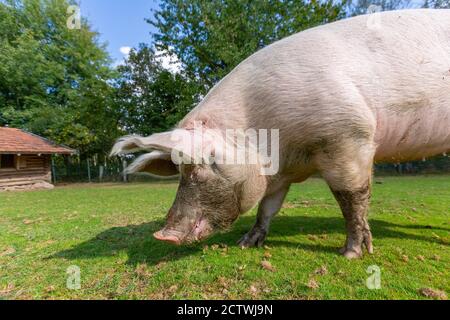 Portrait eines Schweins auf einem Bauernhof Stockfoto