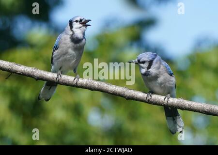 Blaue Eichelhäher kämpfen um Nahrung am Futterhäuschen Stockfoto