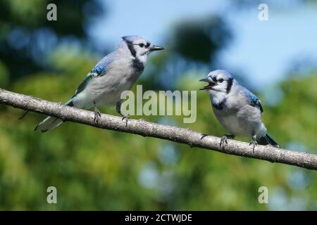 Blaue Eichelhäher kämpfen um Nahrung am Futterhäuschen Stockfoto