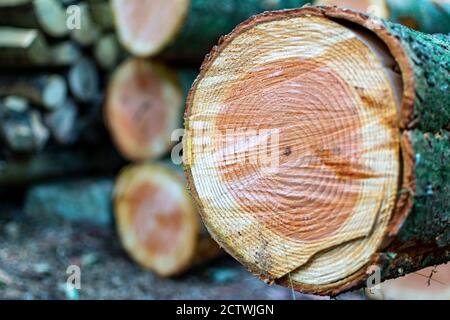 Nahaufnahme von gestapelten Baumstämmen im Wald. Holzstapel. Holzstämme, Holzstämme. Stockfoto