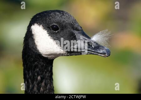 Kanada Gänse Nahaufnahme Stockfoto