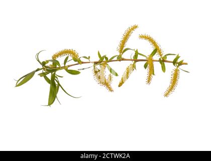 Frühlingsbaum Zweig mit Blumen auf weiß Stockfoto