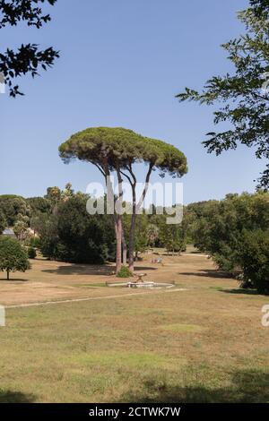 ROM, ITALIEN - 2014. AUGUST 19. Großer Baum im Park in Rom. Stockfoto