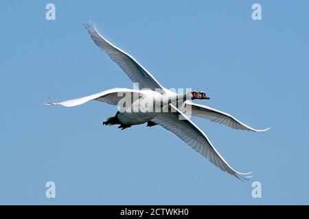 Fliegende Kanadagänse Stockfoto