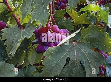 Rote Trauben auf Weinrebe Nahaufnahme. Stockfoto