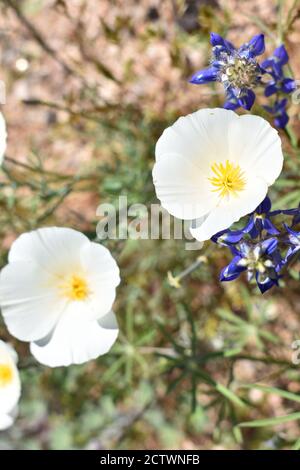 Vertikale Aufnahme von schönen weißen Mohnblumen Stockfoto