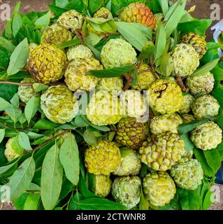 25. September 2020, Dhaka, Bangladesch. Pudding Apfelfrüchte auf dem lokalen Frischmarkt in Dhaka, Bangladesch zu verkaufen. Annona reticulata Stockfoto