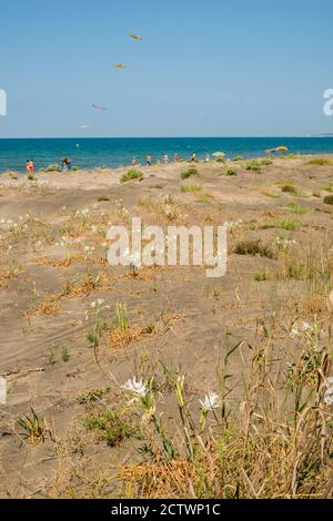 Mediterraner Sandstrand mit Dünenlilie Pflanzen in voller Blüte. Stockfoto