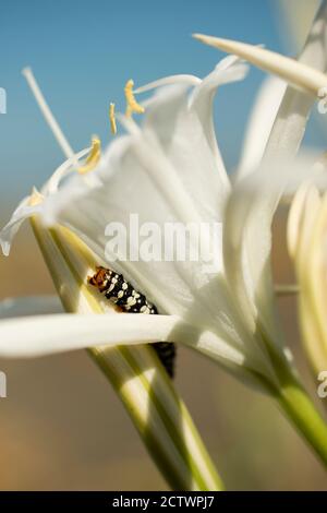 Amaryllis Borer caterpilla, Brithys crini, ist eine Motte der Noctuidae Familie, parassitisch von Mittelmeer-Narzissen. Stockfoto