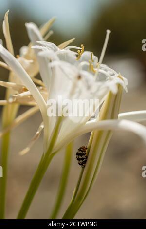 Amaryllis Borer caterpilla, Brithys crini, ist eine Motte der Noctuidae Familie, parassitisch von Mittelmeer-Narzissen. Stockfoto