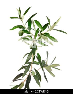 Frischer Olivenbaum Zweig isoliert auf weiß Stockfoto