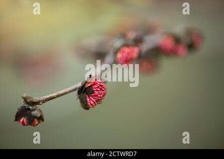 Detail der roten Blüten des persischen Eisenholzbaumes, Parrotia persica. Stockfoto