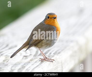 Robin (Erithacus Rubecula) Stockfoto