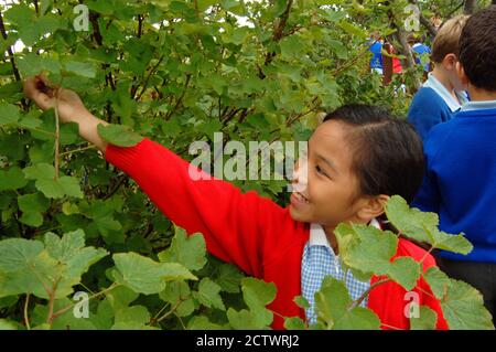 Kinder von lokalen Schulen besuchen Scotchman Road Zuteilungen; und genießen Sie Gartenarbeit; Ernte; Kochen und Essen der Produkte, Leeds Stockfoto