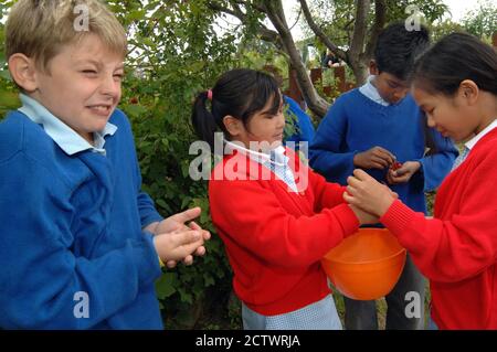 Kinder von lokalen Schulen besuchen Scotchman Road Zuteilungen; und genießen Sie Gartenarbeit; Ernte; Kochen und Essen der Produkte, Leeds Stockfoto
