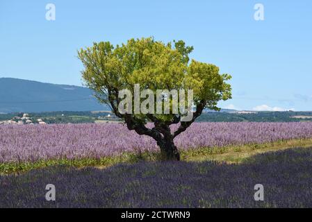 Isolierter Baum, Felder von Clary Sage, Salvia Sclarea und Lavendel auf dem Entrevennes Plateau Alpes-de-Haute-Provence Stockfoto