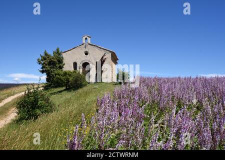 Feld von Clary Sage, Salvia sclarea, vor der historischen Kapelle Notre-Dame-de-Santé Entrevennes Alpes-de-Haute-Provence Frankreich Stockfoto