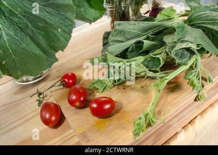 Typische Zutat der sizilianischen Küche: Die "tenerumi", Spitzen und Blätter der sizilianischen Zucchini-Schlange (Lagenaria longissima) Stockfoto