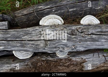 White Tree Bracket Pilzen oder Shelf Pilzen, Trametes suaveolens, ein Polypore Pilz wächst auf Rotten Wood Stockfoto