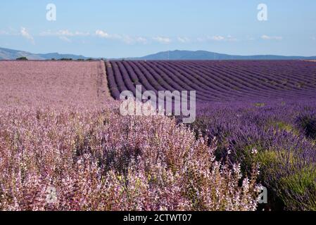 Felder von Clary Sage, Salvia Sclarea, & Lavendel auf der Valensole Plateau Alpes-de-Haute-Provence Provence Frankreich Stockfoto