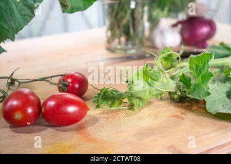 Typische Zutat der sizilianischen Küche: Die "tenerumi", Spitzen und Blätter der sizilianischen Zucchini Schlange (Lagenaria longissima), mit piccadilly Tomaten Stockfoto