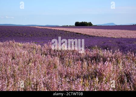 Felder von Clary Sage, Salvia Sclarea, & Lavendel auf der Valensole Plateau Alpes-de-Haute-Provence Provence Frankreich Stockfoto