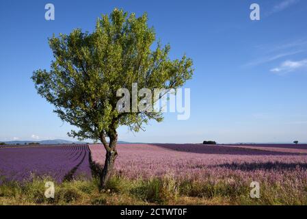 Solitary Tree & Fields of Clary Sage, Salvia Sclarea, & Lavendel auf dem Plateau Valensole Alpes-de-Haute-Provence Provence Frankreich Stockfoto