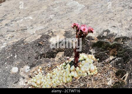 Spinnweben Houseleek, Sempervivum arachnoideum, aka Spinnweben Houseleek oder Liveforever wächst in situ in der Spalte des Sandsteinfelsen in Annot Französisch Alpen Stockfoto