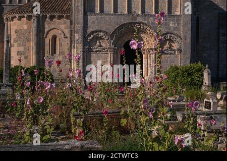 Auf dem Seefriedhof der Eglise Sainte-Radegonde (Kirche des Heiligen Radegund) in Talmont-sur-Gironde, Nouvelle-Aquitaine, Frankreich, gedeihen Stöcke (Alcea oder Althaea rosea). Die romanische Kirche wurde in den 1000s v. Chr. von Benediktinermönchen für Pilger gegründet, die nach Santiago de Compostela in Spanien reisen. Stockfoto