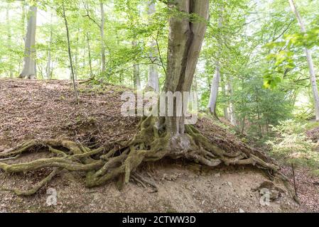 Wurzeln der großen Buche frei von Rosion Stockfoto