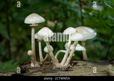 Porzellanpilz (Mucidula mucida) wächst auf einer gefallenen Buche im Frühherbst in Priors Wood, North Somerset, England. Stockfoto