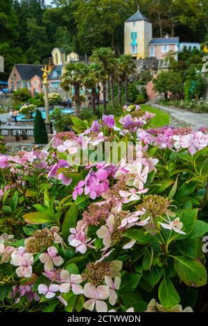 Schöne Blumen im malerischen Dorf Portmeirion in Nord-Wales, Großbritannien. Stockfoto