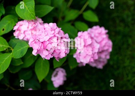 Große tief rosa Hortensien Blüten - August Sommerblume. bush der blühenden bunten lebendigen rosa Hortensien Blüten auf seinen Zweigen und grünen Blättern. Stockfoto