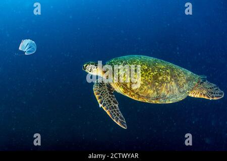 Grüne Schildkröte unter Wasser beim Essen eine covid Maske aufgegeben Blaues Meer in der Nähe des Strandes Stockfoto