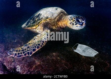 Grüne Schildkröte unter Wasser beim Essen eine covid Maske aufgegeben Blaues Meer in der Nähe des Strandes Stockfoto