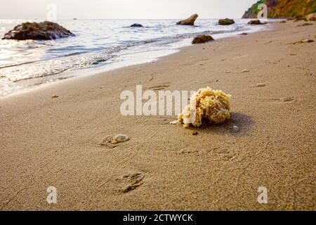 Gelber Meeresschwamm, der am Sandstrand vom Meer aufgespült wird. Stockfoto