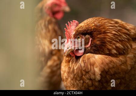Hühner in einem Gehege, Isles of Scilly. Stockfoto