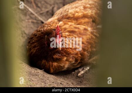 Hühner in einem Gehege, Isles of Scilly. Stockfoto