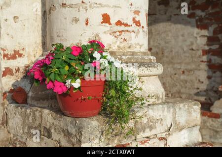 Blumentopf mit roten und weißen Blüten der Balsaminaceae Impatiens Unter Sonnenlicht vor dem Hintergrund der verfallenen Ziegelsäule Stockfoto