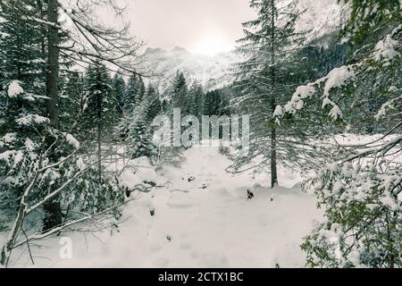 Wald mit Neuschnee - Unterholz Stockfoto
