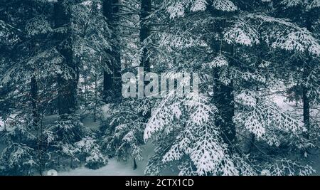 Wald mit Neuschnee - Unterholz Stockfoto