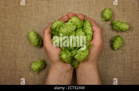 Nahaufnahme Mann Hände halten Haufen von frischen grünen Hopfen Blumen auf braunen Jute Leinwand Hintergrund, erhöhte Draufsicht, direkt über, persönliche Perspektive Stockfoto