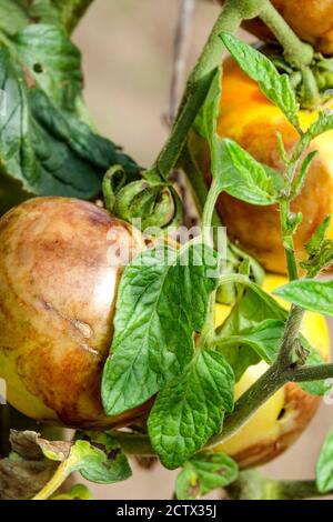 Blight Tomaten Pflanzen Stockfoto