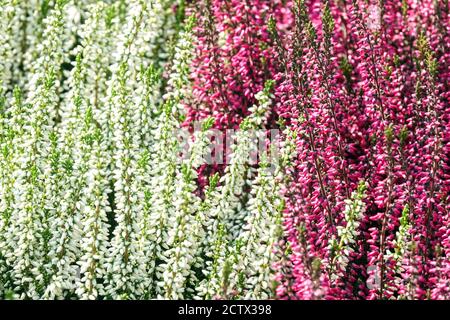 Gewöhnliches Grau weiß calluna vulgaris Ling weiß rot Farbkombination Stockfoto