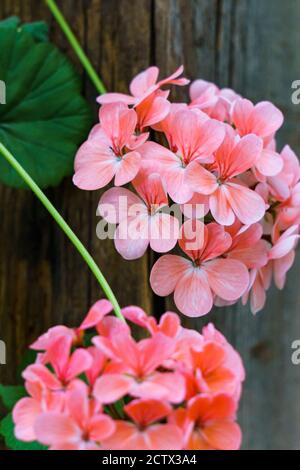 Ein Zweig rosa Geranie Blumen auf einem Hintergrund von grünen Blättern. Stockfoto