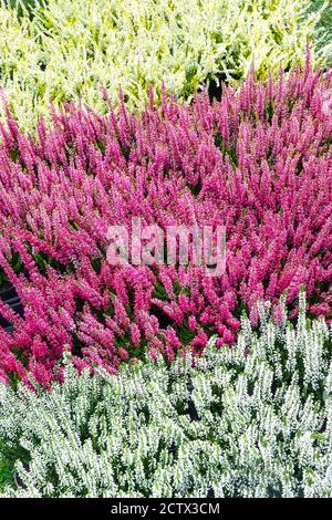 Gemeine Heidekraut Calluna vulgaris bunt rot weiß gemischte Blüten Callunas, Weiß calluna vulgaris gemischt rot Stockfoto